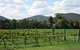 Jessica's Guest House And Vineyard - thumb 0