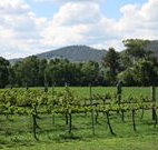 Jessica's Guest House and Vineyard - Lennox Head Accommodation