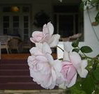 White House Heritage Guesthouse - Lennox Head Accommodation