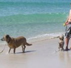 A Paradise Bungalow Waterfront - Lennox Head Accommodation