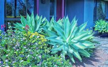Jerrys Plains NSW Lennox Head Accommodation