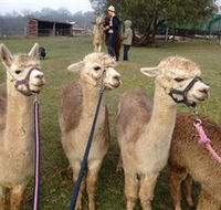 Bunyip Springs Farmstay - Lennox Head Accommodation