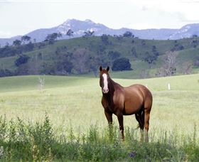Marchioness Farmstay - Lennox Head Accommodation 1