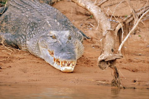 Mount Nancar Wilderness Retreat - Lennox Head Accommodation 4