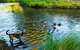 Terania Green Boutique Eco Cottages - thumb 4