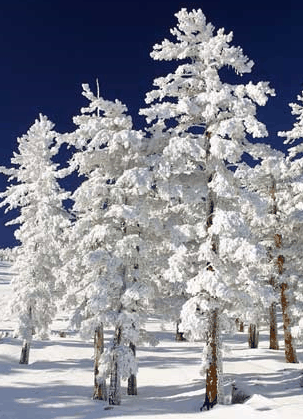 Mt Buller Apartment Management Services - Lennox Head Accommodation