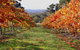 Candlebark Retreat - thumb 2