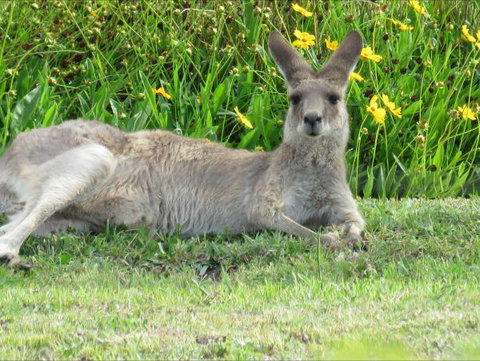 Grovely House Bed And Breakfast - Lennox Head Accommodation 9