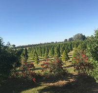Rutherglen Christmas Trees Farm Stay - Lennox Head Accommodation