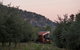 Shacky In The Olive Grove - thumb 0