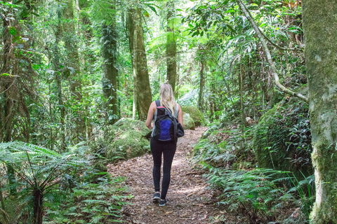 O'Reilly's Rainforest Retreat - Lennox Head Accommodation 5