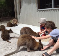The Patriarch Wildlife Sanctuary Camping Ground - Lennox Head Accommodation