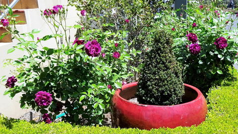 Armidale Pines Motel - Lennox Head Accommodation 0