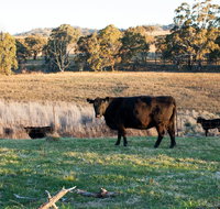 Lone Pine Homestead - Lennox Head Accommodation