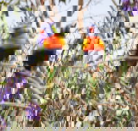 Twilight Grove Farm Bed and Breakfast - Lennox Head Accommodation