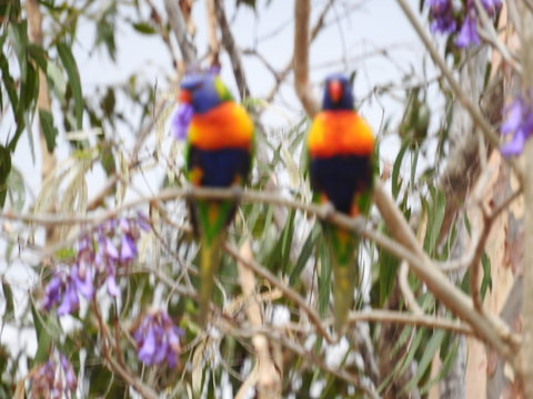 Twilight Grove Farm Bed And Breakfast - Lennox Head Accommodation 0