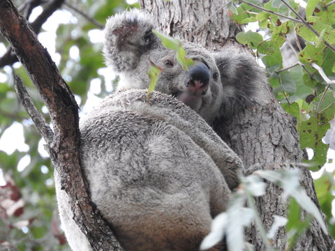 Twilight Grove Farm Bed And Breakfast - Lennox Head Accommodation 1