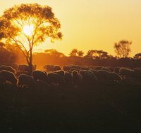 Clandulla Cottages  Farmstay - Lennox Head Accommodation