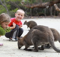 The Patriarch Wildlife Sanctuary Camping Ground - Lennox Head Accommodation