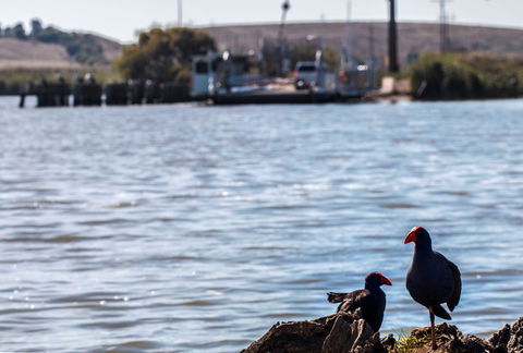 Narrung Ferry Camp Ground - Lennox Head Accommodation 1