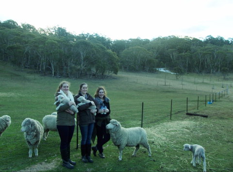 Old Minton Farmstay - Lennox Head Accommodation 1