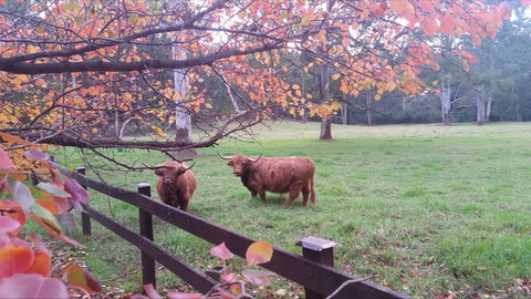 Dingley Dell - Lennox Head Accommodation 0