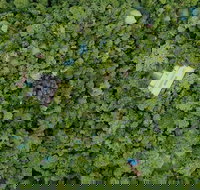 Sanctuary Retreat - Lennox Head Accommodation