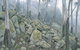 Waratah Gully Campground - thumb 0