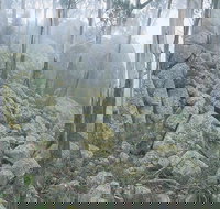 Waratah Gully campground - Lennox Head Accommodation