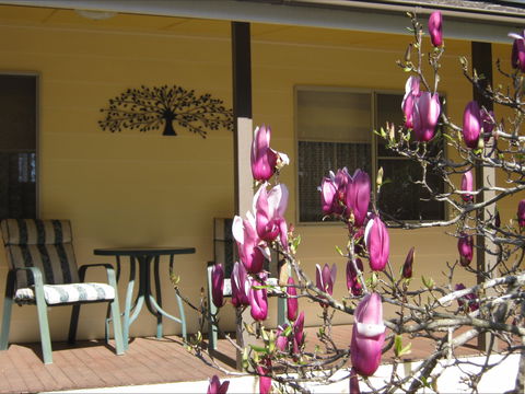 Figtree Cottage - Lennox Head Accommodation 1
