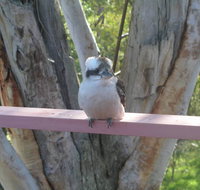 Kookaburra Dreaming - Lennox Head Accommodation