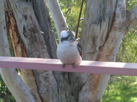 Kookaburra Dreaming - Lennox Head Accommodation 0