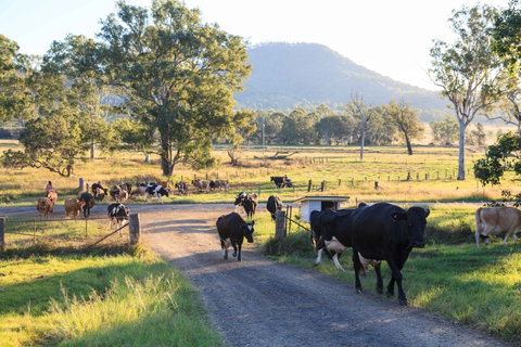 Tommerups Dairy Farmstay - Lennox Head Accommodation 0