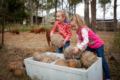 Tommerups Dairy Farmstay - Lennox Head Accommodation 2