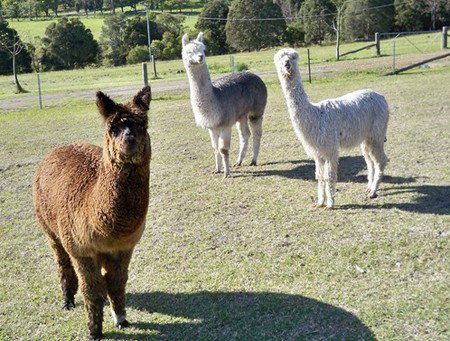 Sunrise Bed & Breakfast - Lennox Head Accommodation 5