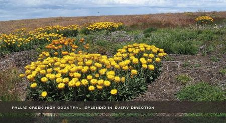 Alpine View Apartments - Lennox Head Accommodation 0