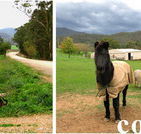 Emerald Park Holiday Farm - Lennox Head Accommodation