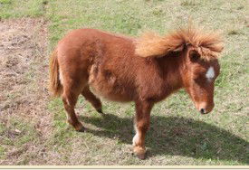 Adriana's Bed & Breakfast Country Retreat - Lennox Head Accommodation 2