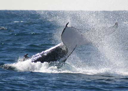 Whale Watching Sydney - Lennox Head Accommodation 0