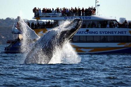 Whale Watching Sydney - Lennox Head Accommodation 1