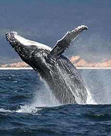 Whale Watching Sydney - Lennox Head Accommodation 2