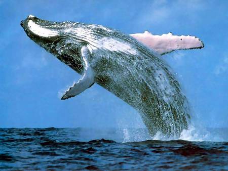 Whale Watching Sydney - Lennox Head Accommodation 3