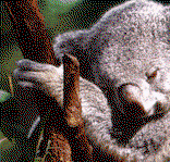 Koala and River Cruise by Mirimar Cruises - Lennox Head Accommodation