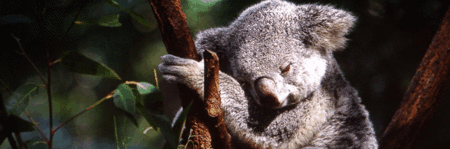 Koala And River Cruise By Mirimar Cruises - Lennox Head Accommodation 0