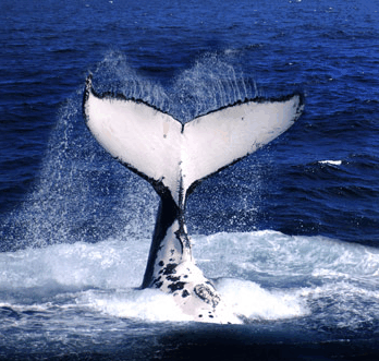 Brisbane Whale Watching - Lennox Head Accommodation