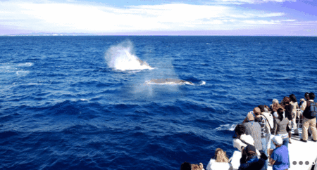Brisbane Whale Watching - Lennox Head Accommodation 1
