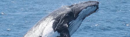 Brisbane Whale Watching - Lennox Head Accommodation 2