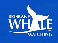 Brisbane Whale Watching - Lennox Head Accommodation 3
