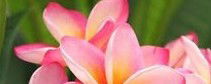 Richmond Wellness Centre - Lennox Head Accommodation 3