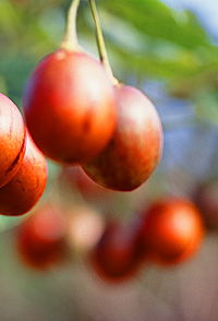 Tropical Fruit World - Lennox Head Accommodation 0